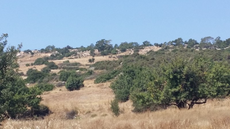 FIELD ON PAREKKLISHIA